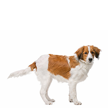 Kooikerhondje