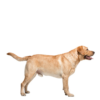 Labradorský retriever