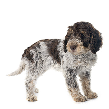Lagotto romagnolo