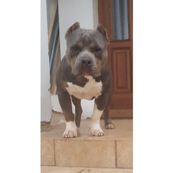 Americký Bully - with courtesy of czech kennel