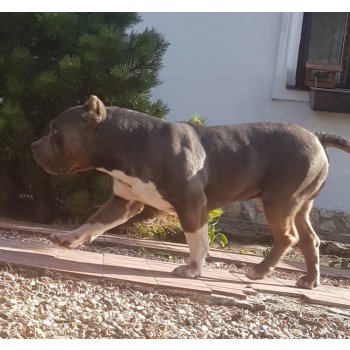 Americký Bully - with courtesy of czech kennel