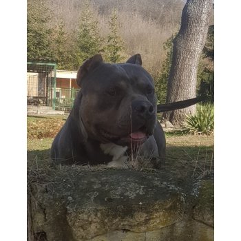 Americký Bully - with courtesy of czech kennel