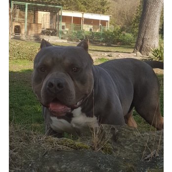 Americký Bully - with courtesy of czech kennel