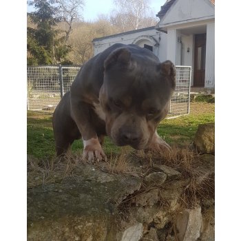 Americký Bully - with courtesy of czech kennel