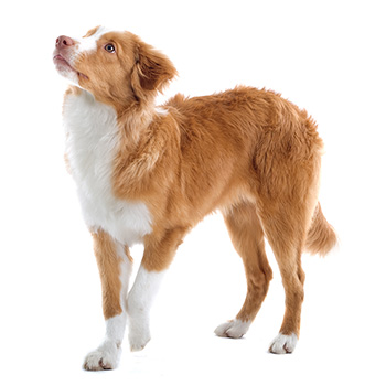 Nova Scotia Duck Tolling Retriever