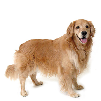 Zlatý retriever