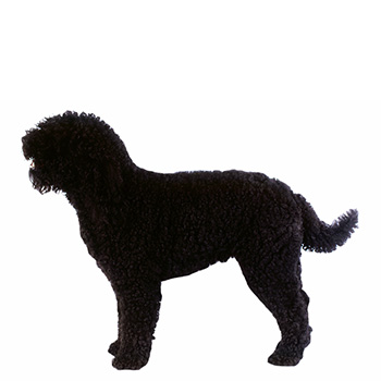 Barbet