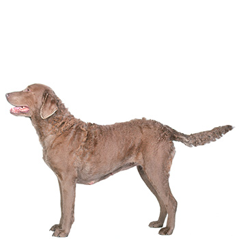 Chesapeake Bay Retriever