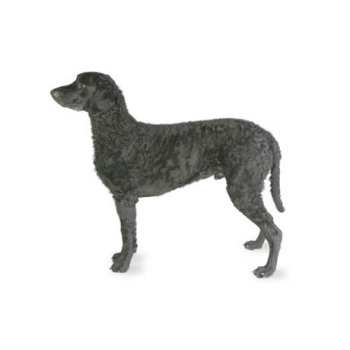 Curly Coated Retriever