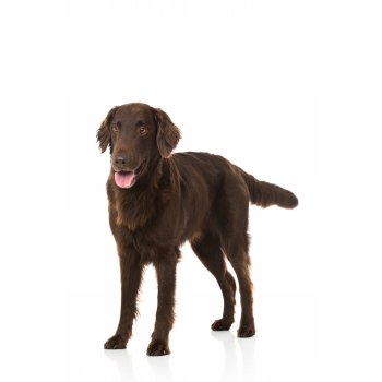 Flat Coated Retriever