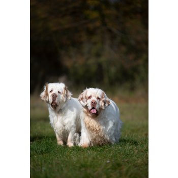 Clumber španěl - Foto: www.pesjira.cz 