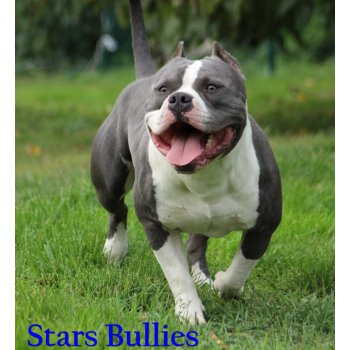 Americký Bully - Foto: Stars Bullies