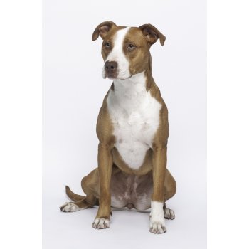 Americký Pitbull Teriér