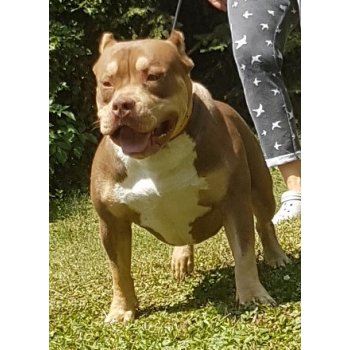 Americký Bully - with courtesy of czech kennel