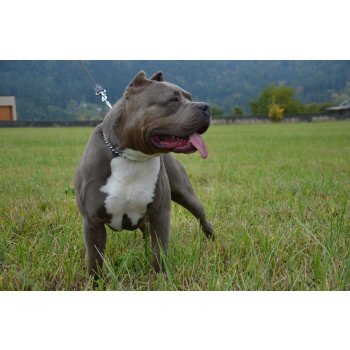 Americký Bully - Foto: Milan a Iva Hrůšovi
