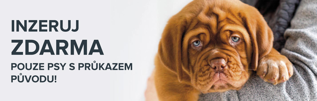 inzeruj-zdarma-na-paper-dog