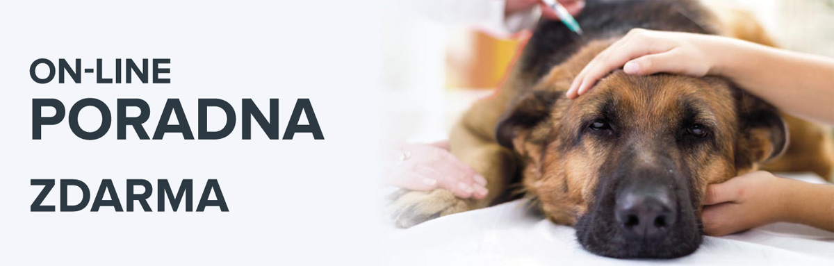 on-line-poradna-zdarma-paper-dog